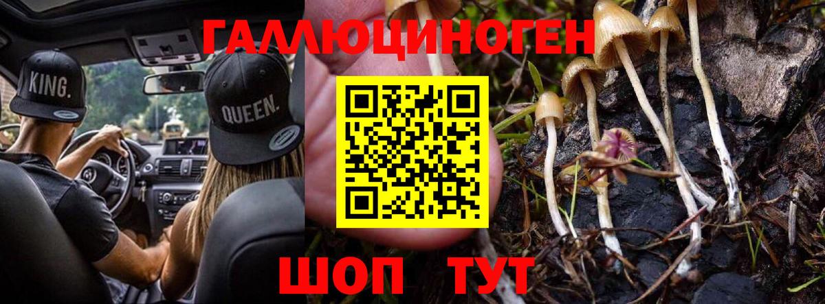 Галлюциногенные грибы Psilocybine cubensis Великий Устюг